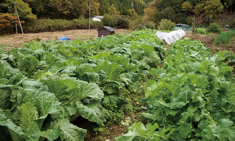 Vegetable garden