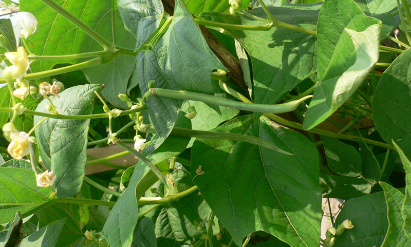 Vegetable garden